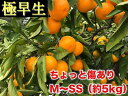 【ふるさと納税】ちょっと傷あり【極早生・有田みかん】M〜SSサイズ約5kg(サイズ指定不可)※2018年10月中旬頃〜2018年11月下旬頃に順次発送予定