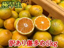 【ふるさと納税】訳あり傷多め【極早生・有田みかん】約5kg(...