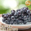 【ふるさと納税】【先行予約】ぶどうの王様 特撰 濃厚巨峰 約4kg※2021年8月中旬~10月上旬頃に順次発送予定※北海道・沖縄・その他離島地域へのお届け不可