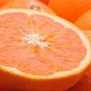 【ふるさと納税】＜2月より発送＞厳選きよみオレンジ5.5kg+165g（傷み補償分）【光センサー食頃出荷】【樹上完熟清見オレンジ・清見タンゴール・清美】