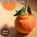 【ふるさと納税】紀州の濃厚不知火 5kg L~2Lサイズ 露地栽培