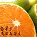 【ふるさと納税】【初秋の美味】有田育ちのご家庭用訳あり濃厚極早生有田みかん 約7.5kg【サイズ混合】【2022年10月頃から順次発送予定】