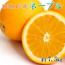 【ふるさと納税】【濃厚】和歌山県産ネーブルオレンジ約7.5kg(サイズおまかせ) ※2022年12月下旬~2023年1月中旬ごろに順次発送予定(お届け日指定不可)