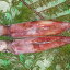 【ふるさと納税】とれたて白イカ 700g〜 6月〜10月のお届け