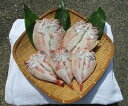 【ふるさと納税】1052.大きなのどぐろが、絶対入る!家族で...