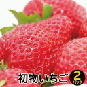 【ふるさと納税】A-497 初物いちご(350g×2パック)