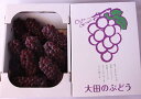 【ふるさと納税】 ぶどう くだもの 果物 島根県産 B243...