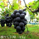 【ふるさと納税】種なし巨峰 2kg【9月上旬〜中旬発送】