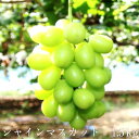 【ふるさと納税】シャインマスカット 1.5kg【9月〜10月...