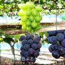 【ふるさと納税】やすぎ産2色ぶどうセット 1.5kg【9月〜...
