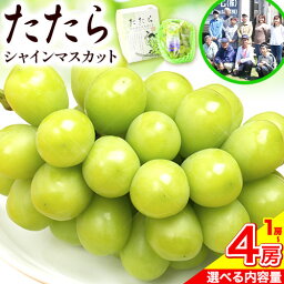 【ふるさと納税】【令和6年度産先行予約】 マスカット シャインマスカット 1房（約650g）または 2房（1房約650g）または 4房（1房約650g） たたらみねらるシャインマスカット ギフト 糖度18度以上 フルーツ 種無し ぶどう 葡 Y&G．ディストリビューター 岡山県 笠岡市