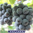 【ふるさと納税】【年末早期受付】岡山県産 ピオーネ 1kg箱...