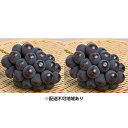 【ふるさと納税】●先行予約受付●赤磐市産 ピオーネ 約1.2kg 2房 【果物・ぶどう・フルーツ・ピオーネ 】 お届け:2021年9月中旬~10月初旬