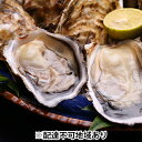 【ふるさと納税】殻付 生牡蠣セット(大) 【魚介類・カキ・牡蠣】 お届け:2019年12月上旬~2020年3月下旬