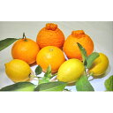 【ふるさと納税】゛特選゛旬の柑橘詰め合わせ 計約10kg 【果物類・柑橘類・フルーツ・果物類・フルーツ・詰合せ】 お届け：2022年11月中旬～2023年3月下旬