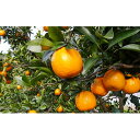 【ふるさと納税】上神農園のポンカン 約5kg 【果物類・みかん・柑橘類】 お届け：2023年1月下旬～2023年2月中旬