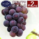 【ふるさと納税】数量限定 種無しぶどう ピオーネ 約2kg ...