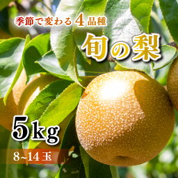 【ふるさと納税】 <strong>梨</strong> 秀品 5kg セット 8玉 ～ 14玉 幸水 <strong>豊水</strong> 秋月 王秋 フルーツ 果物 なし 期間限定 下関 山口 大人気 発送時期が選べる 【 先行予約 】 【 数量限定 】 【8月以降発送】