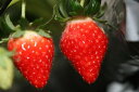【ふるさと納税】【2月以降発送】いちご「女峰」2kg 【果物...