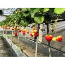 【ふるさと納税】いちご「さぬきひめ」化粧箱入り 【果物類/い...