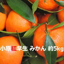 【ふるさと納税】香川県オリジナル品種 小原紅早生みかん 5k...