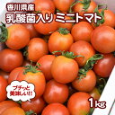 【ふるさと納税】令和元年初物「はなまる農園のミニトマト500...
