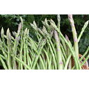 【ふるさと納税】はなまる農園のアスパラ 春芽(少し訳あり 1...