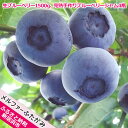 【ふるさと納税】 旬にお届け!無農薬栽培 完熟生ブルーベリー...