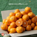【ふるさと納税】<愛媛のまじめみかん10kg(2L〜2S)>...