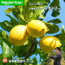 【ふるさと納税】Ragri<PENTA FARM 大亀剛志さ...