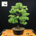 【ふるさと納税】赤石の泉 赤石五葉松 (鉢植え) 20万円コース P-5【現品限り】【配送地限定】