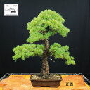 【ふるさと納税】赤石の泉 赤石五葉松 (鉢植え) 20万円コース P-6【現品限り】【配送地限定】