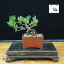 【ふるさと納税】 赤石の泉 赤石 五葉松(鉢植え)1万円コース F-76【現品限り】【配送地限定】