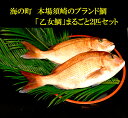 【ふるさと納税】海の町 本場須崎のブランド鯛「乙女鯛」まるご...