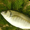 【ふるさと納税】【幻の高級魚】シマアジお刺身セット...