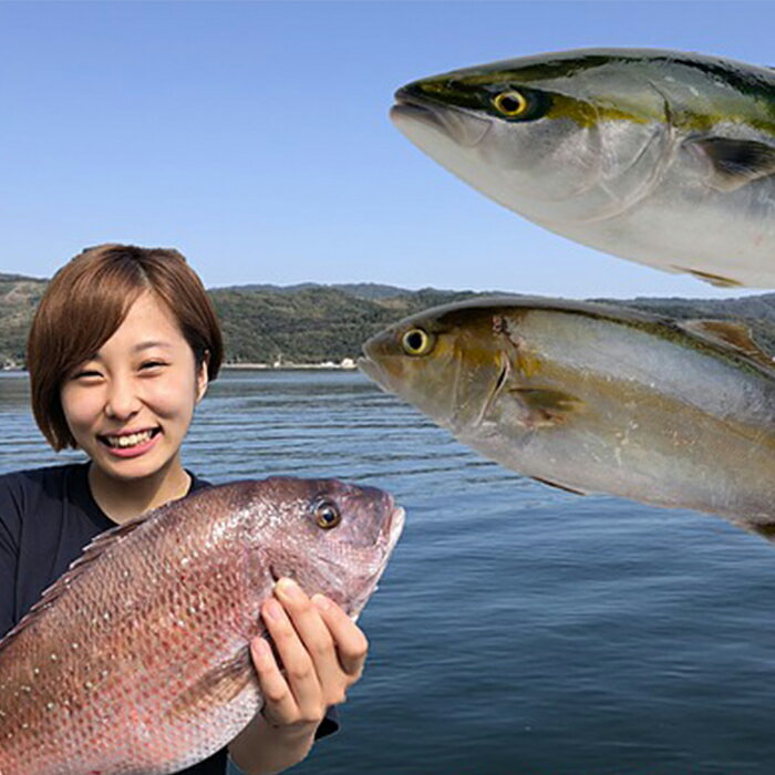 【ふるさと納税】定期便 3回コース 鯛（タイ） 鰤（ブリ） 縞鯵（シマアジ） 産地直送 送料無料 お楽しみ