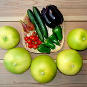 【ふるさと納税】南国高知の水晶文旦 おすすめ野菜セット付き