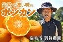 【ふるさと納税】甘くて濃い味がたまらない!羽賀農園の完熟ポン...