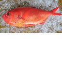 【ふるさと納税】【C-19】天然金目鯛1尾まるごと直送便