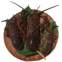 【ふるさと納税】【J-9】伊勢海老1kg【高知県産】