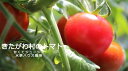 【ふるさと納税】北川村のトマト 1kgx2箱
