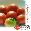 【ふるさと納税】<【規格外・訳あり】高糖度フルーツトマト約750g(12‐20玉)×1箱>フルーツトマト 高知県 佐川町 トマトハウスナカムラ【常温】12月からの発送分先行受付中