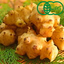 【ふるさと納税】【有機JAS認証】菊芋(赤)1kg