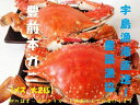 【ふるさと納税】宇島漁港直送!豊築漁協 「豊前本ガニ」メス大...