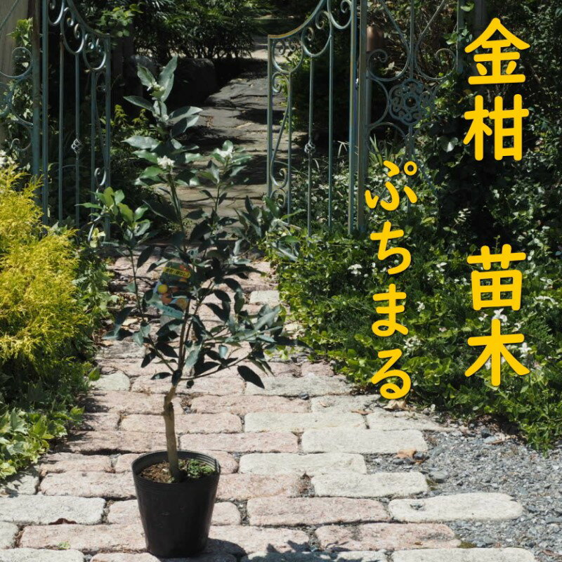 【ふるさと納税】きんかん 植物 <strong>苗木</strong> 品種 <strong>ぷちまる</strong> 2年生苗 金柑 <strong>キンカン</strong> 種無し 種なし ガーデニング　【朝倉市】