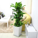 【ふるさと納税】幸福の木 9号 ポトス寄せ植え ホワイト陶器...