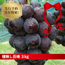 【ふるさと納税】先行予約 !! 園直送 「 種なし巨峰 」3kg 箱詰め(川崎町産) 送料込