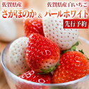【ふるさと納税】SF210002R 佐賀県産 さがほのか&パールホワイト 440g(220g×2P)
