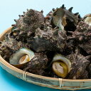 【ふるさと納税】A-148 荒磯サザエセット 2.5kg