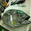 304【ふるさと納税】 長崎県産(養殖) 本マグロ 詰め合わ...